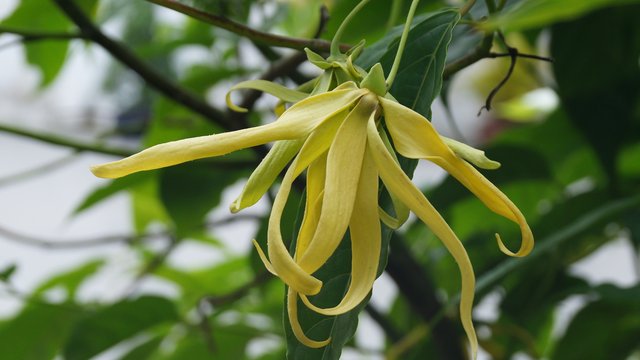 Ylang Ylang